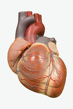 Острый инфаркт миокарда